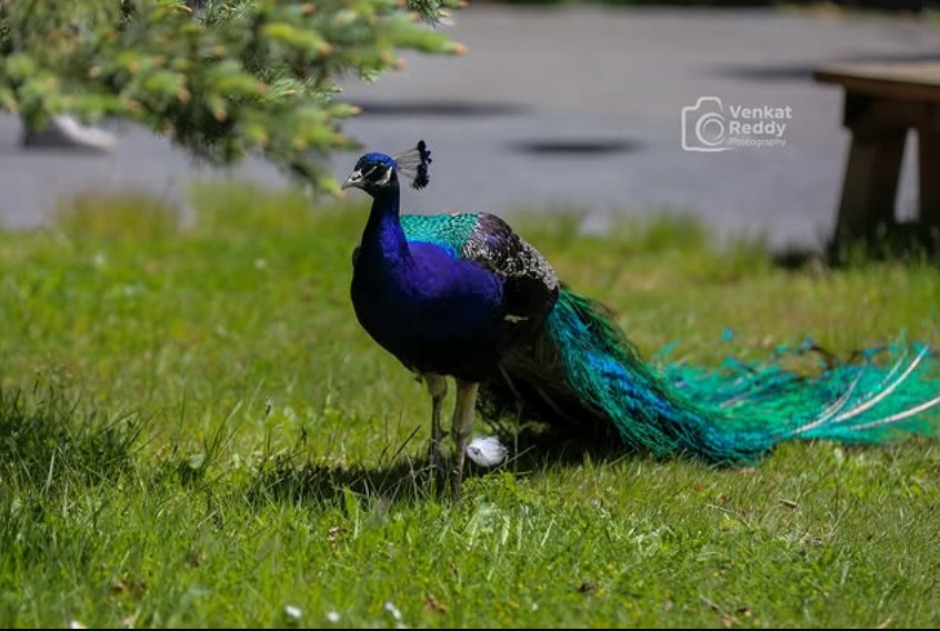 Nature Photography